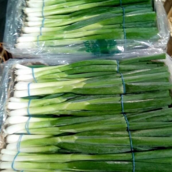 WhatsApp Image 2024 08 19 at 10 17 10 PM 600x600